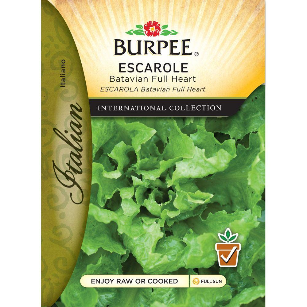 Burpee Italian Escarole Batavian Seed69608 The Home Depot
