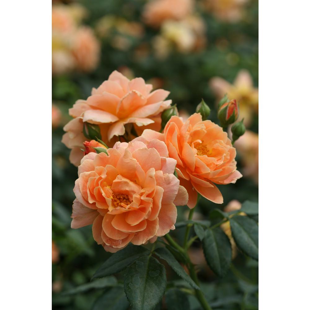 Proven Winners 4 5 In Qt At Last Rose Rosa Live Shrub Orange Flowers Rosprc2017800 The Home Depot,Pet Lizard Types
