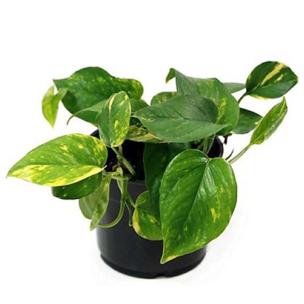 Unbranded 8 in. Pothos Plant in Hanging Basket