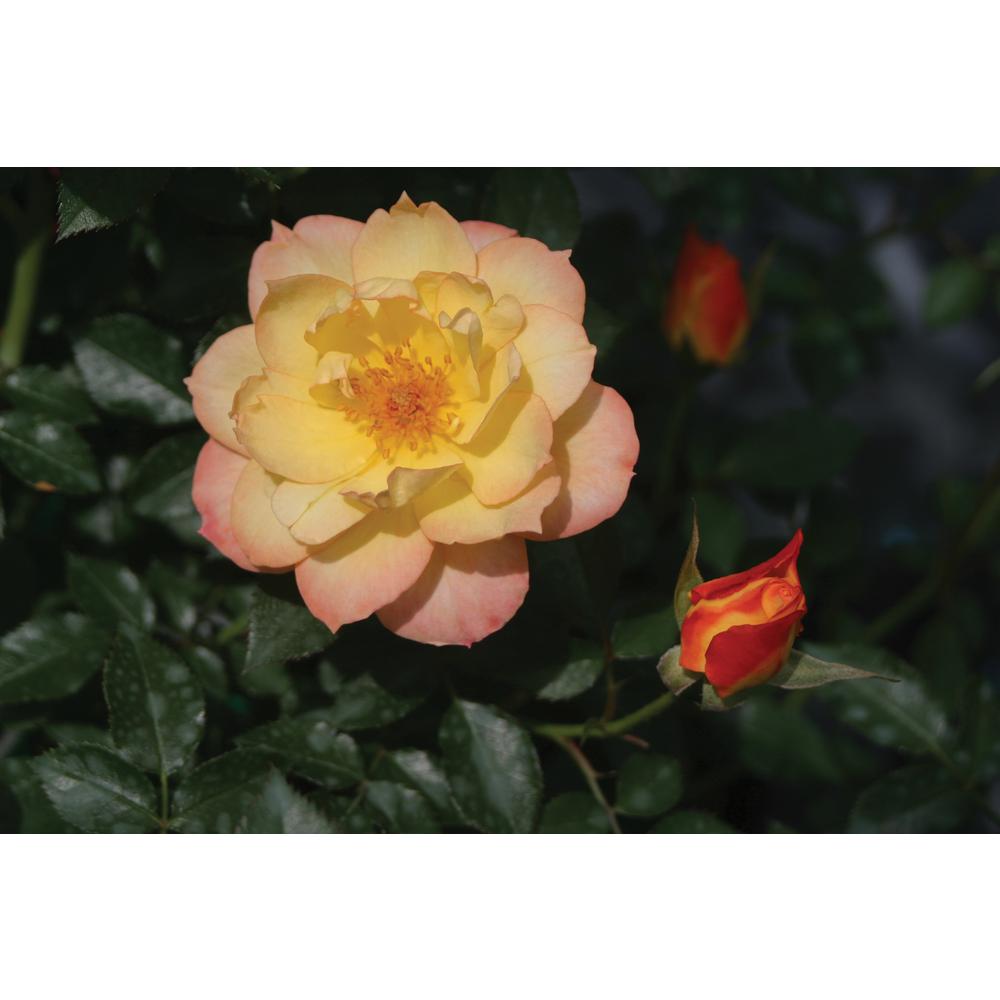 Assorted Colors Rose Bushes Plants Garden Flowers The Home Depot