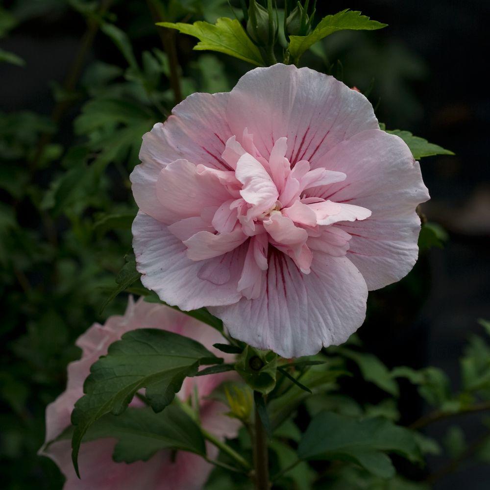 Proven Winners 1 Gal Pink Chiffon Rose Of Sharon Hibiscus Live Shrub Light Flowers Proven Winners 1 Gal Pink Chiffon Rose Of Sharon Hibiscus Live Shrub Light Flowers