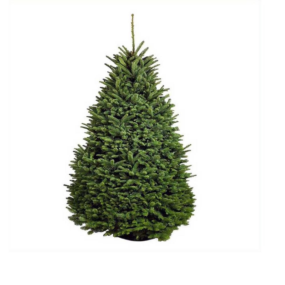 Online Orchards 4 ft. to 5 ft. Freshly Cut Noble Fir Live Christmas