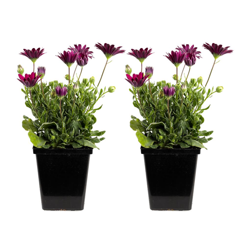 1 Qt. Purple Compact Osteospermum Plant (2-Pack)-OSTFPOPC4-QH2 - The ...