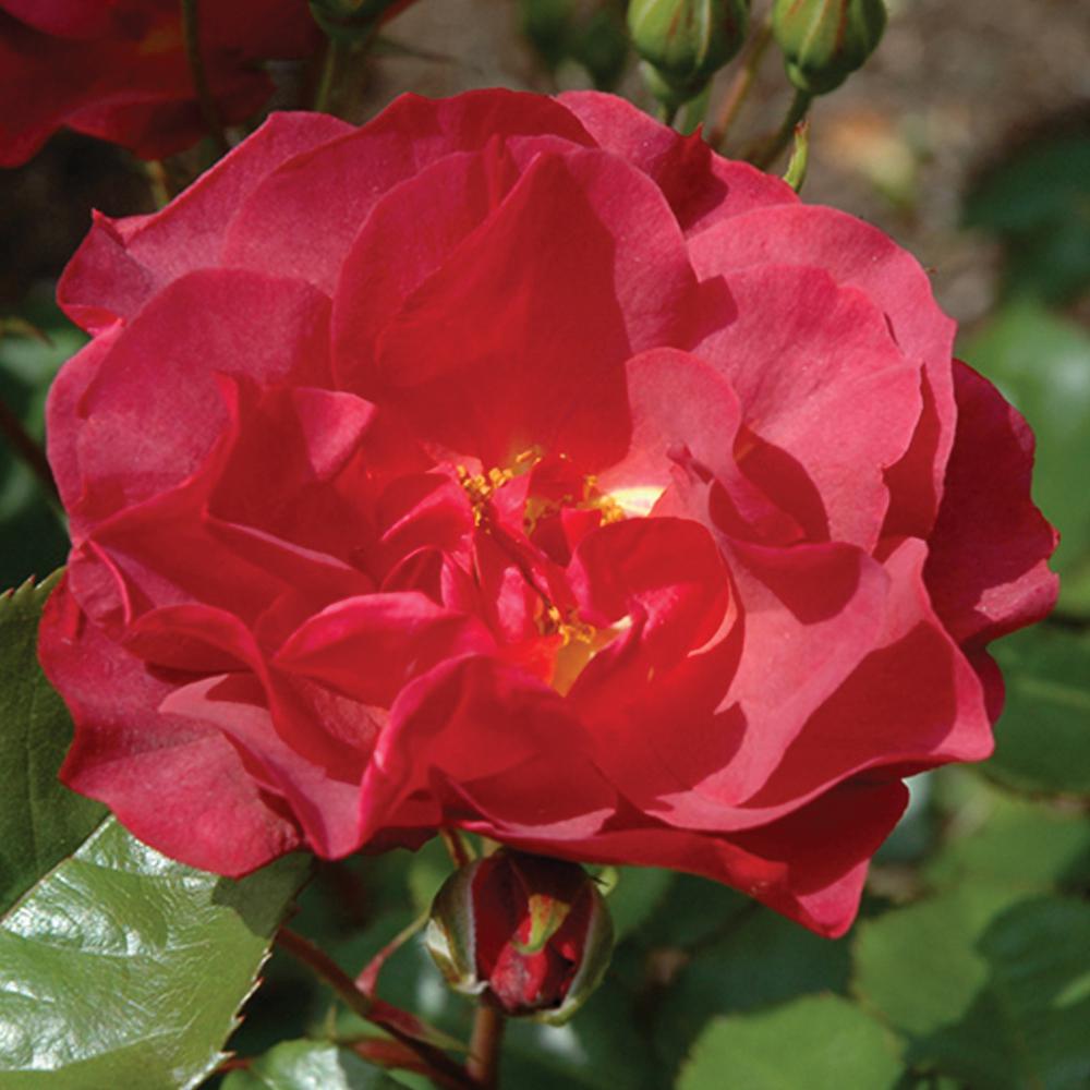 Mea Nursery All Time Favorites Rose Europeana 60002 The Home Depot Mea Nursery All Time Favorites Rose Europeana
