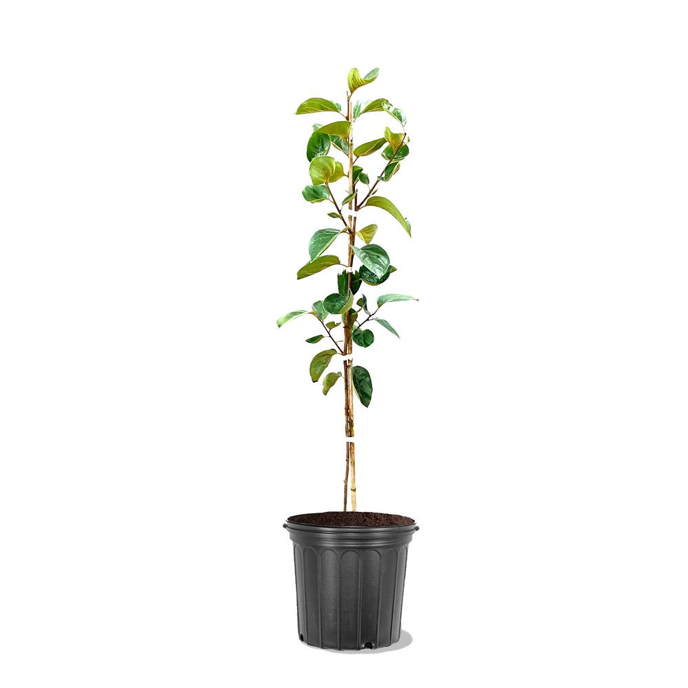 Fruit Trees - Trees - The Home Depot