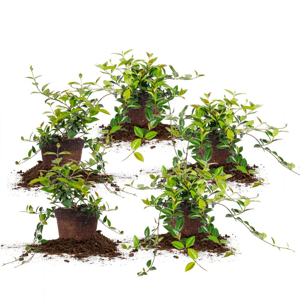 Perfect Plants 1 Gal. Asiatic Jasmine Groundcover Shrub (5