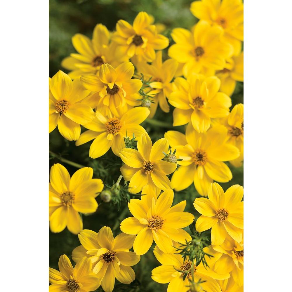 Proven Winners Goldilocks Rocks Bidens Live Plant  