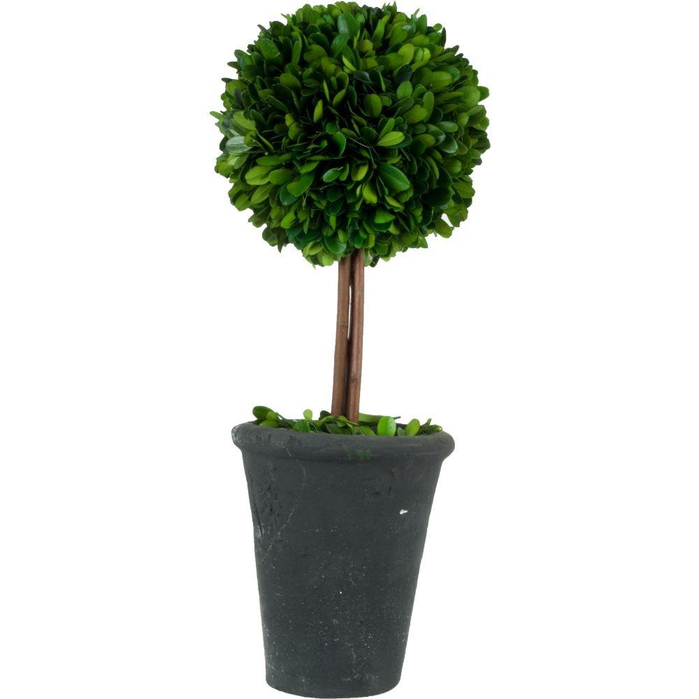 Pride Garden Products 5.5 in. W x 16.5 in. H Preserved Boxwood Ball Topiary in Black Terracotta
