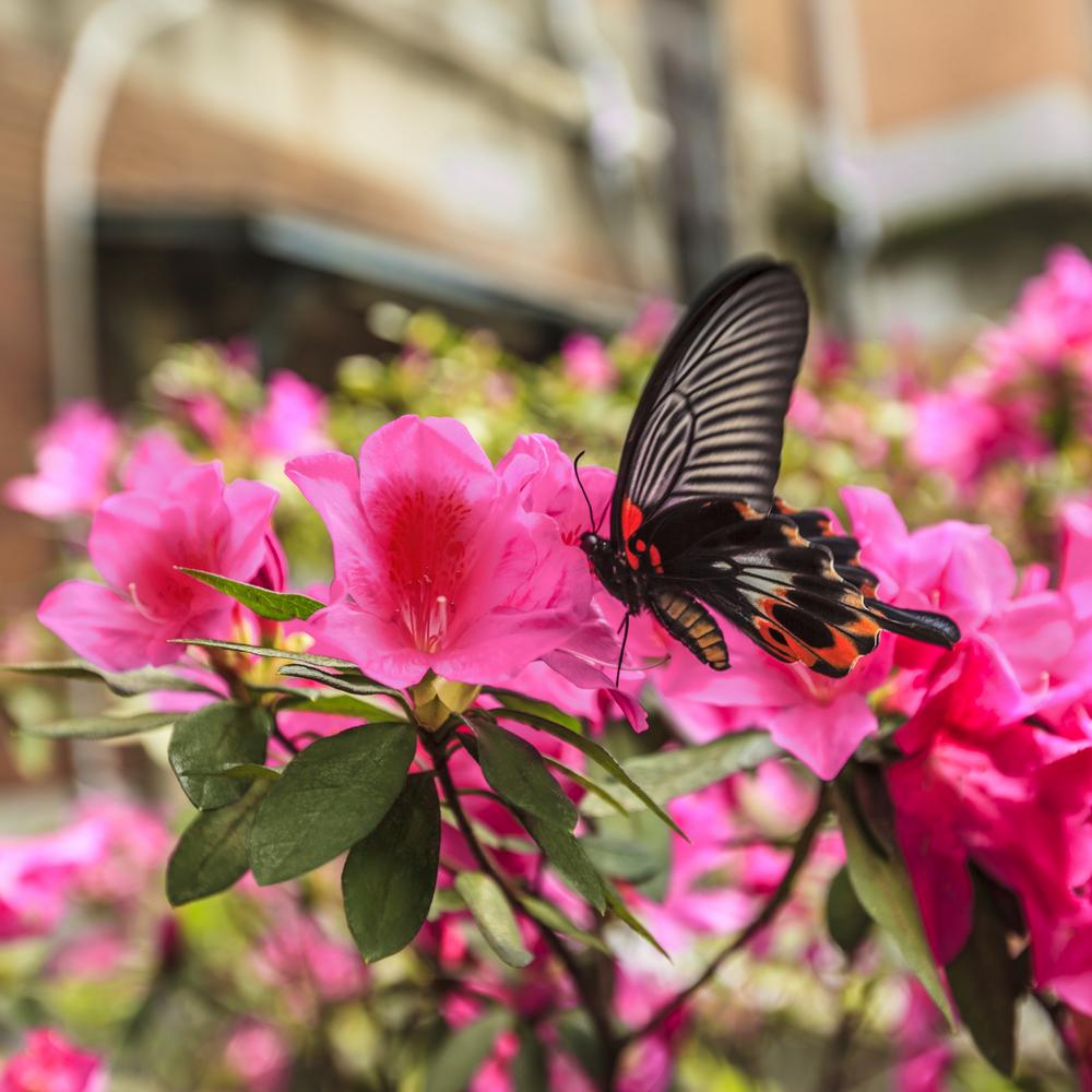 National Plant Network 2.25 Gal. Azalea Amagasa Flowering Shrub with ...