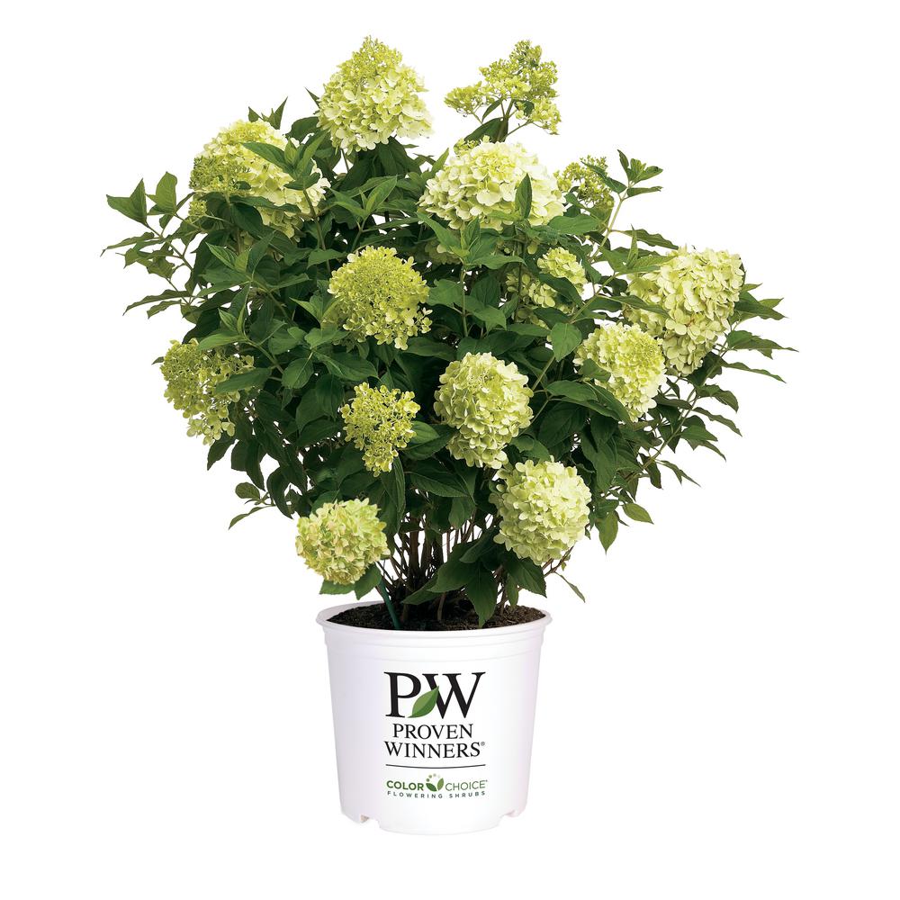 Unbranded 2 Gal Limelight Hydrangea Shrub With Green To Pink Flowers 14719 The Home Depot