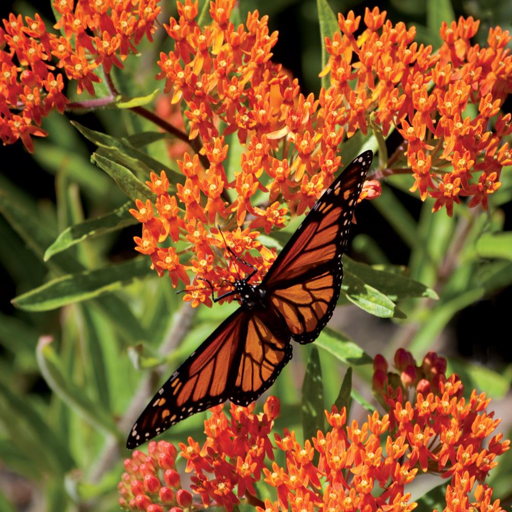 Unbranded 1 2.5 Qt. Red Butterfly Weed Plant82691 The Home Depot