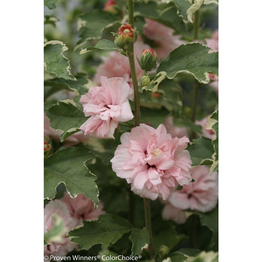 Proven Winners 4 5 In Qt Sugar Tip Rose Of Sharon Hibiscus Live Sugar Tip Rose Of Sharon Hibiscus Live