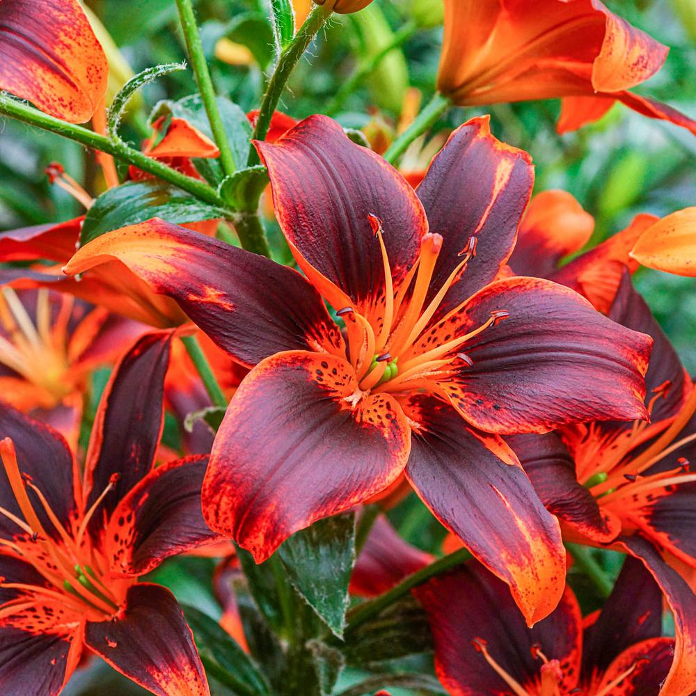 Breck S Forever Susan Asiatic Lily Bulbs Orange Colored Flowers 3 Pack 64379 The Home Depot