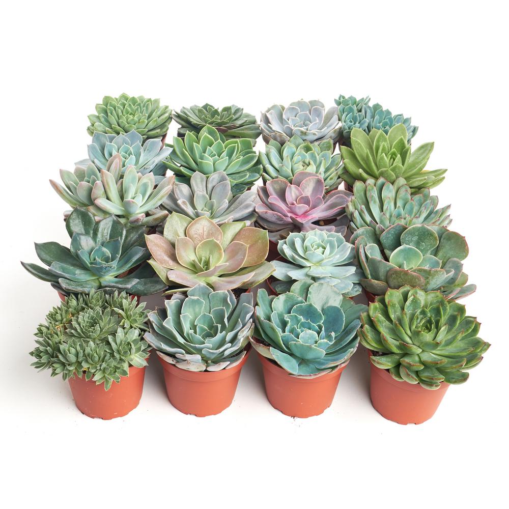 Home Botanicals 4 in. Rosette Succulent Collection Succulent