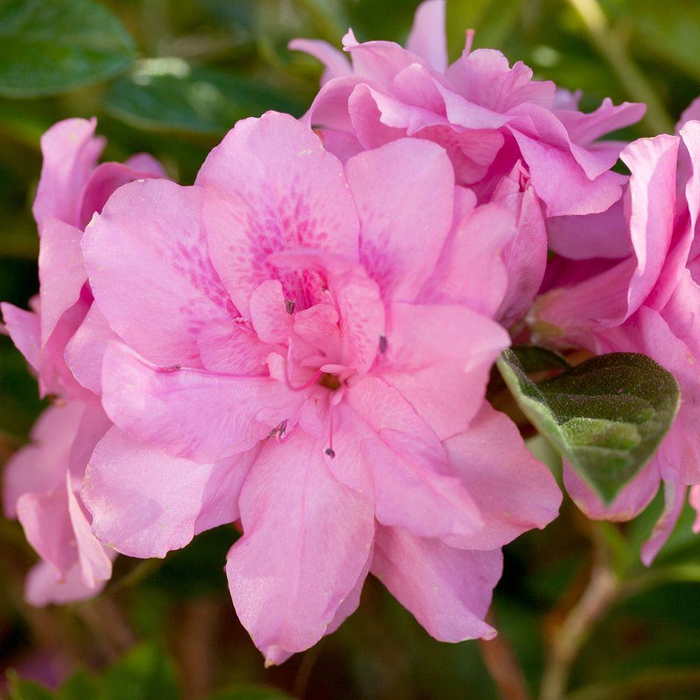 Encore Azalea 3 Gal Autumn Carnation Re Blooming Evergreen Shrub Encore Azalea 3 Gal Autumn Carnation Re Blooming Evergreen Shrub With Pink Ruffled