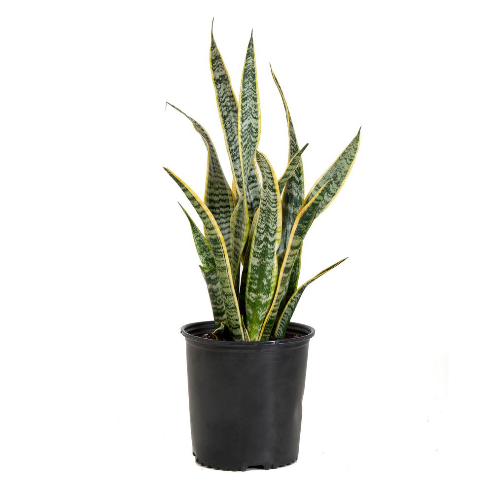 United Nursery Sansevieiria Laurentii Live Indoor Snake Plant In 9 25 In Grower Pot 22 In 30 In Tall 21917 The Home Depot,Crate Training A Puppy Crying