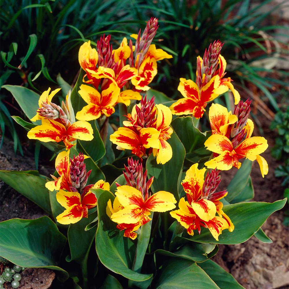 Van Zyverden Cannas Reine Charlotte (Set of 5 Bulbs)83459 The Home Depot