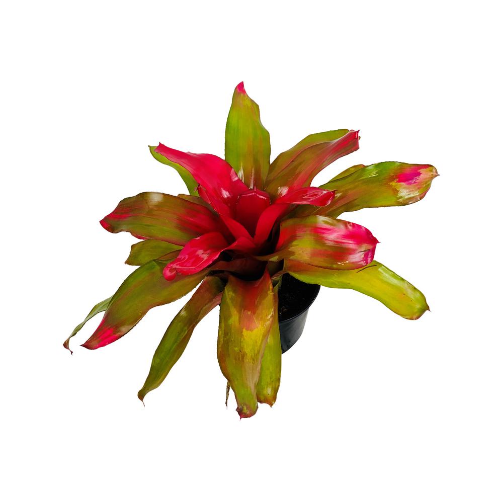 Pure Beauty Farms Bromeliad Neoregelia Plant Donna in 6 In. Grower's ...