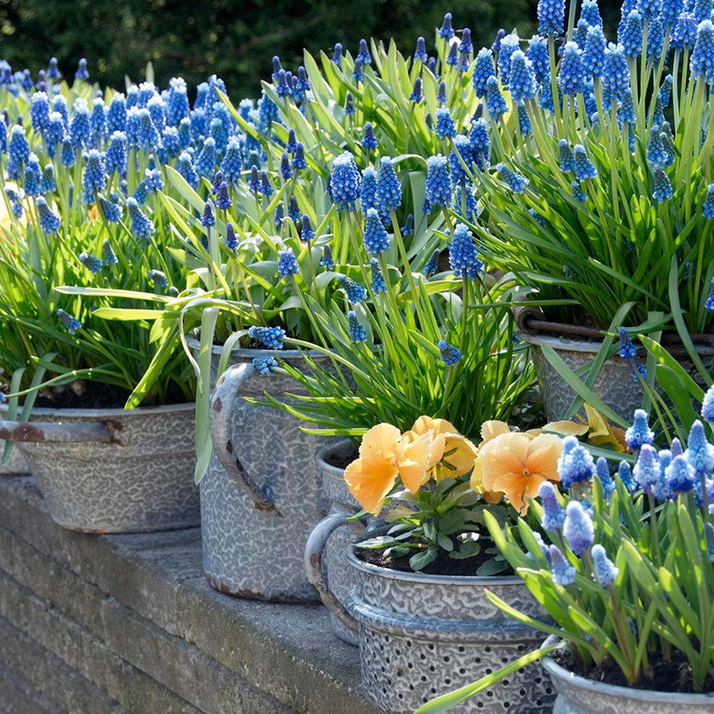 Van Zyverden Grape Hyacinths for Containers (Set of 25)87070 The