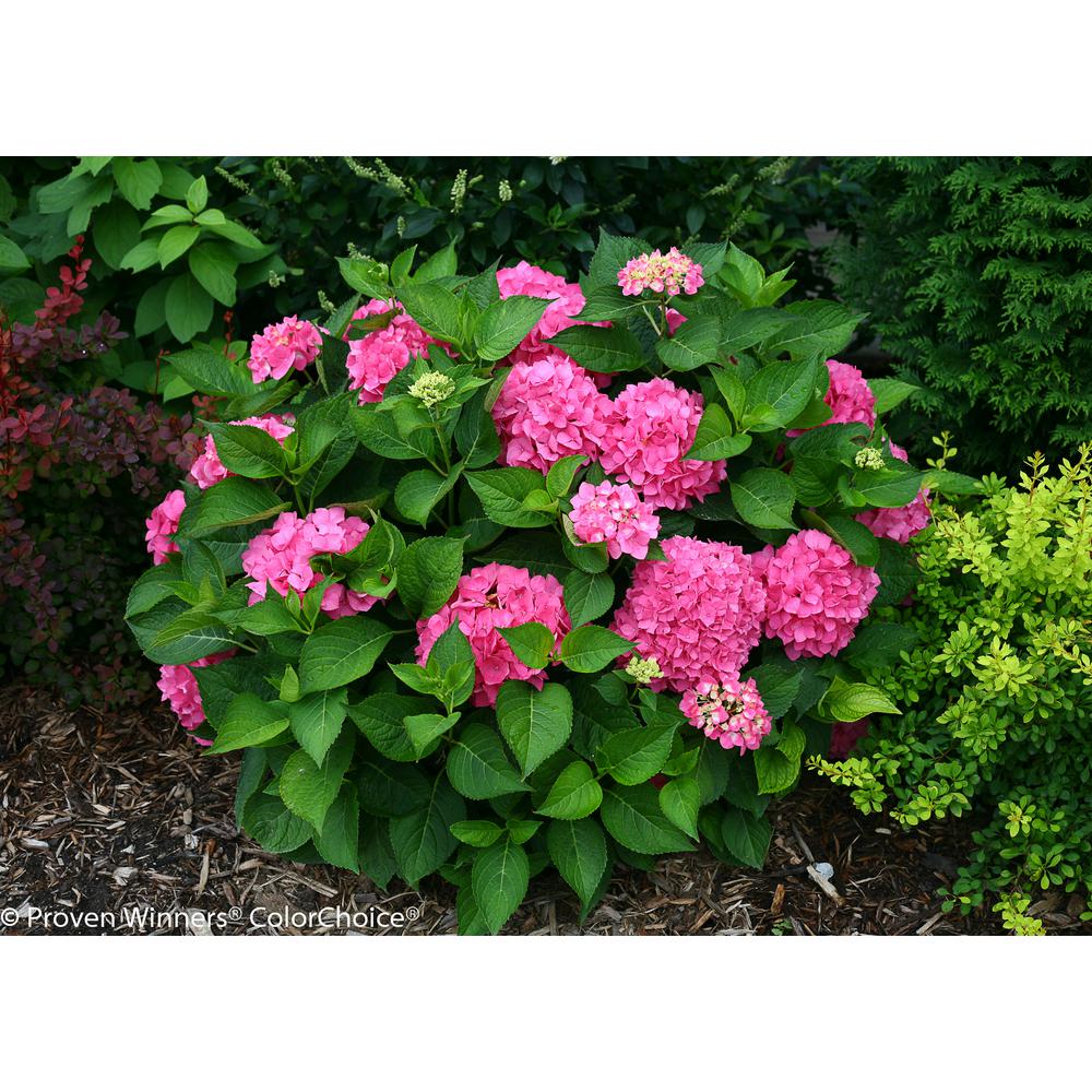 Proven Winners 4 5 In Qt Let S Dance Rave Reblooming Hydrangea Macrophylla Live Shrub Purple Or Pink Flowers Hydprc2537800 The Home Depot