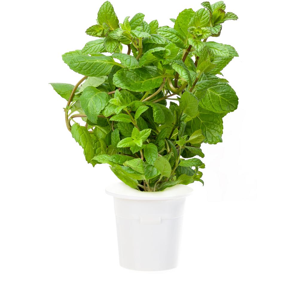 Click And Grow Peppermint Plant Refill 3 Pack For Smart Herb Click And Grow Peppermint Plant Refill 3 Pack For Smart Herb Garden