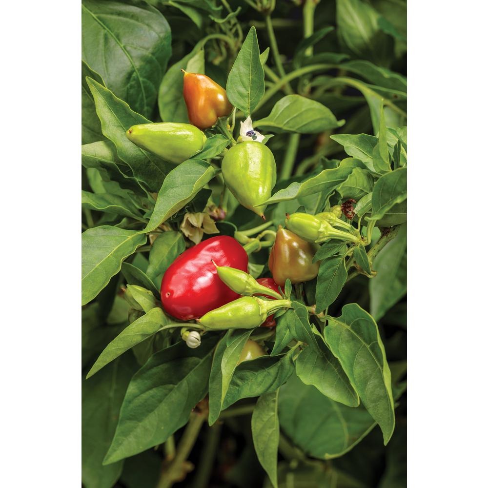 PROVEN WINNERS 4.25 in. Grande Fire Away Hot and Heavy Hot