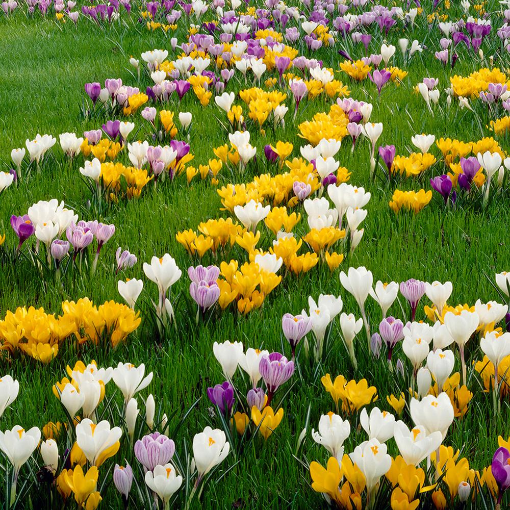 Van Zyverden Crocus Bulbs Large Flowering Blend (Set of 25)21428 The