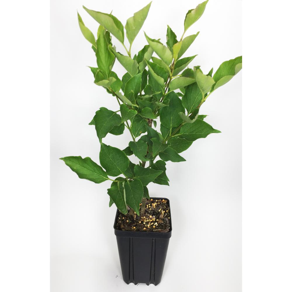 Miss Kim Lilac Potted Flowering Shrub Lilmikaqt The Home Depot