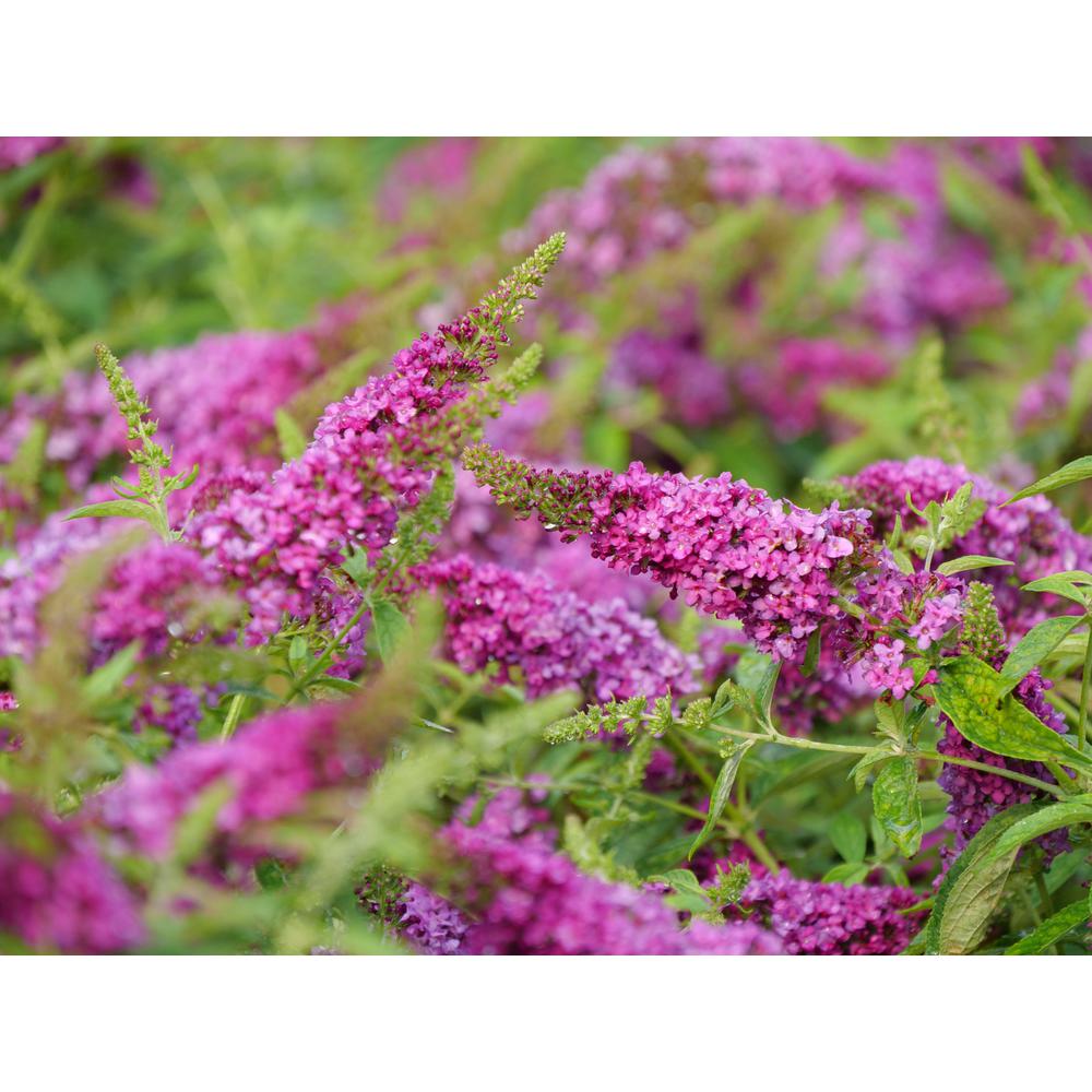 PROVEN WINNERS 4.5 in. Qt. Lo and Behold 'Ruby Chip' Butterfly Bush (Buddleia) Live Shrub, Red