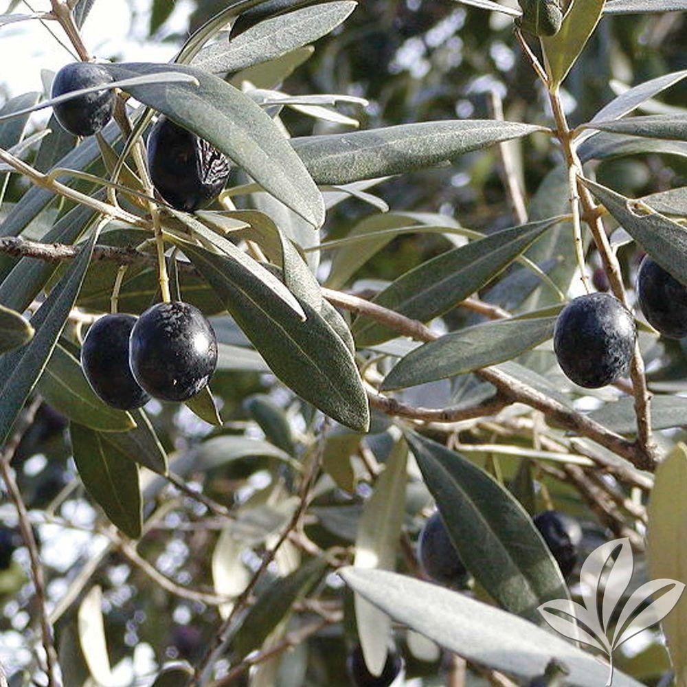 fruit trees plants oliarbbp 64_1000