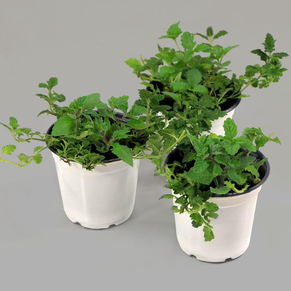 Cottage Farms Direct 0 5 Qt Verbena Multi Colored Endura Scape