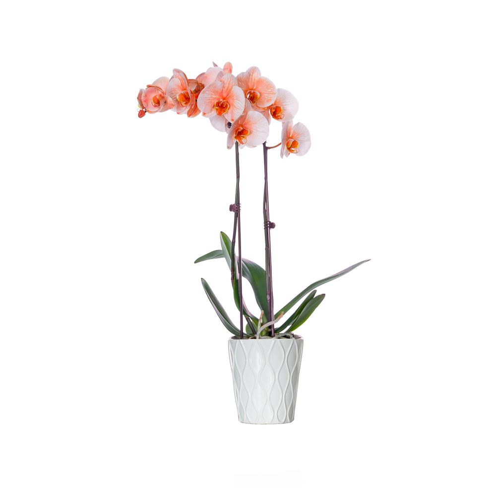 Orange Indoor Plants Garden Flowers The Home Depot Clic Orange Watercolor In Ceramic Pot