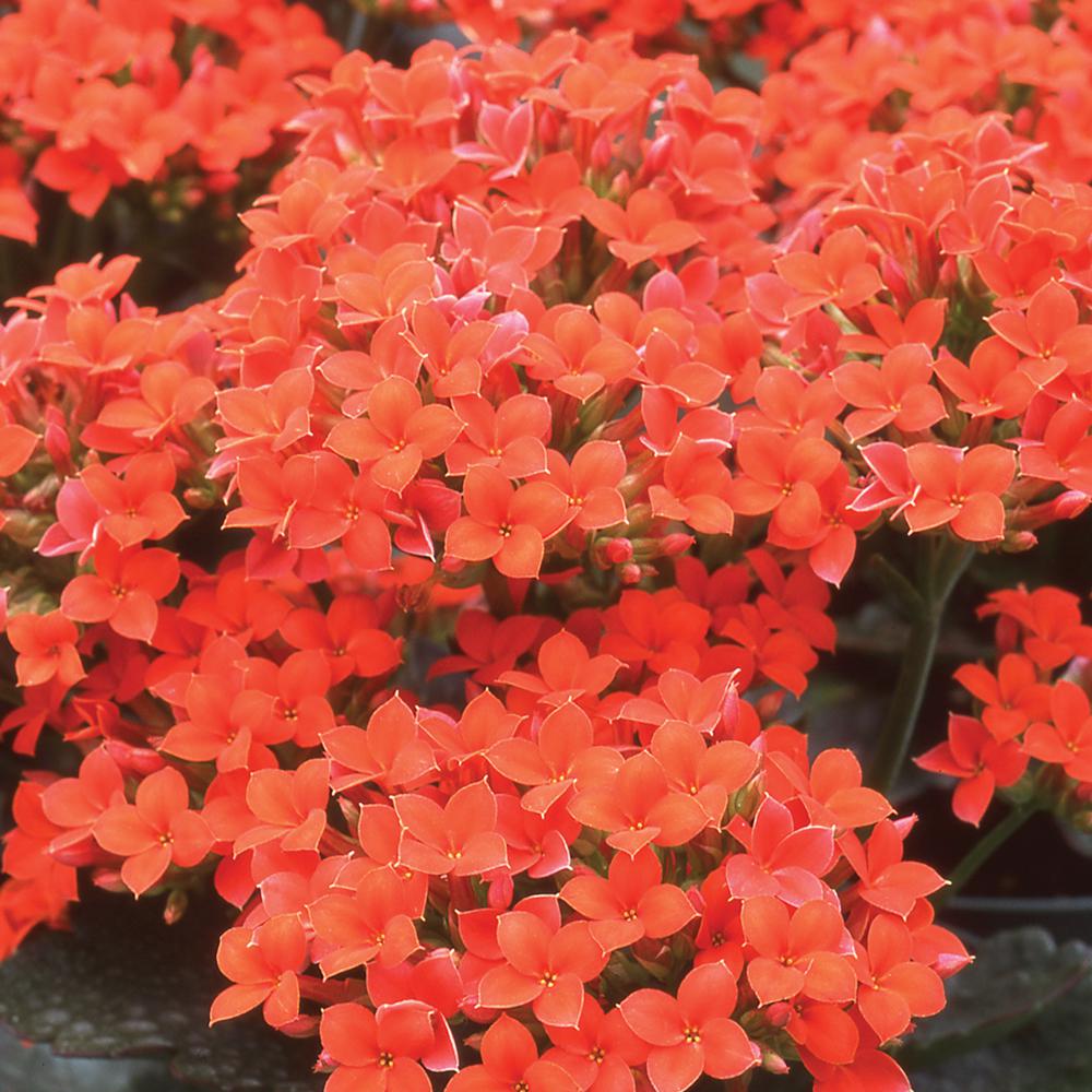 4 in. Orange Flowering Kalanchoe Plant84018 The Home Depot