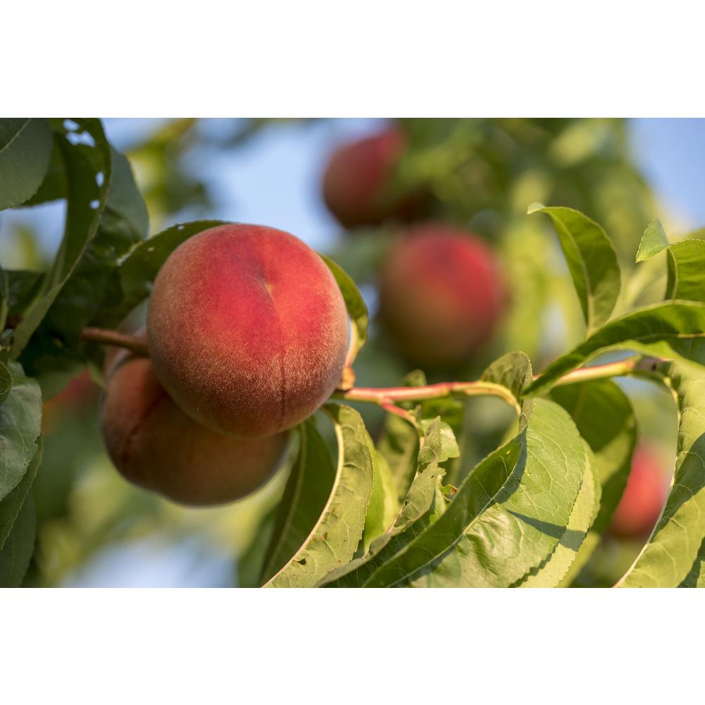 Online Orchards White Gold Peach Tree Ftpe003 The Home Depot Online Orchards White Gold Peach Tree