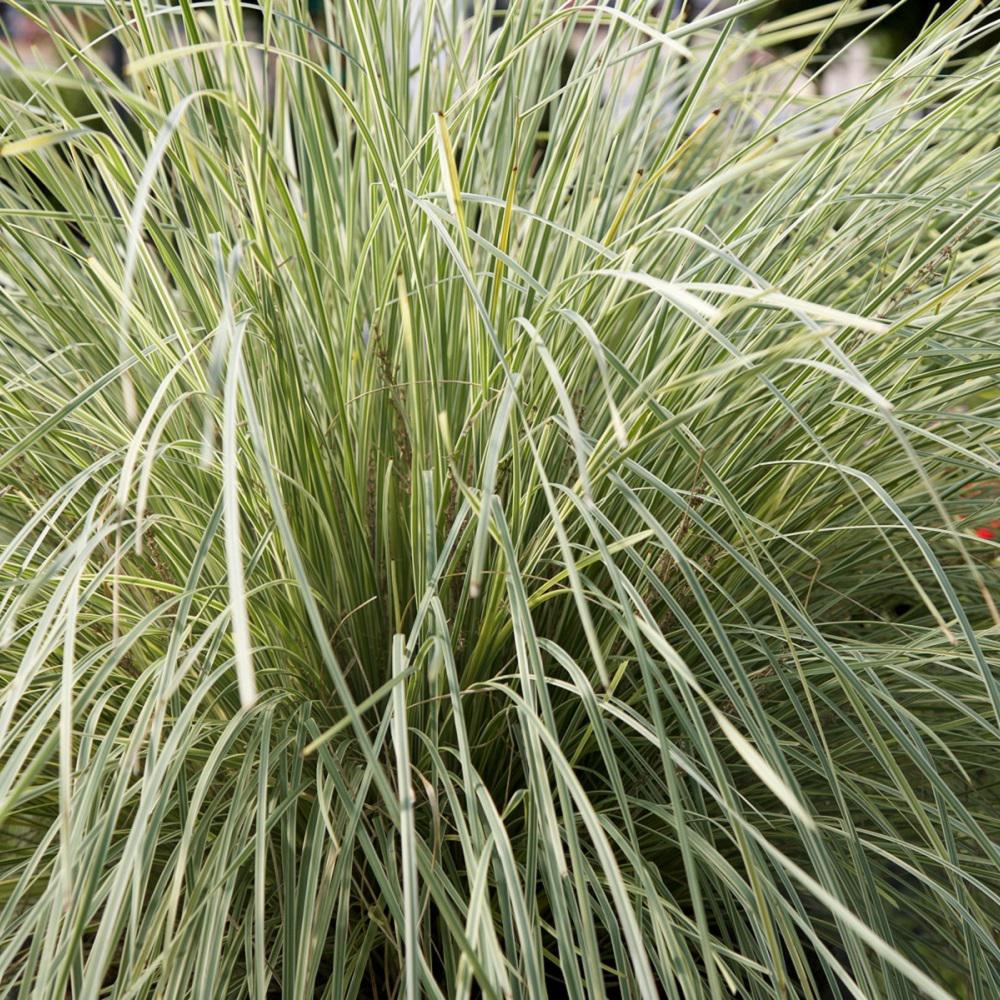 grass plants