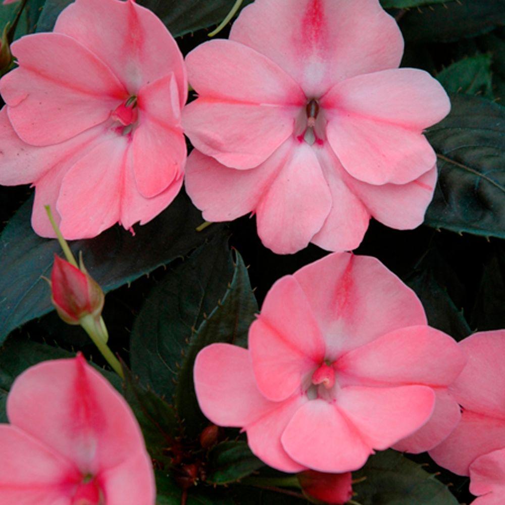 Proven Winners Sunpatiens Compact Blush Pink Impatiens Live Plant Sunpatiens Compact Blush Pink Impatiens Live Plant Flowers 4 25 In Grande Pack