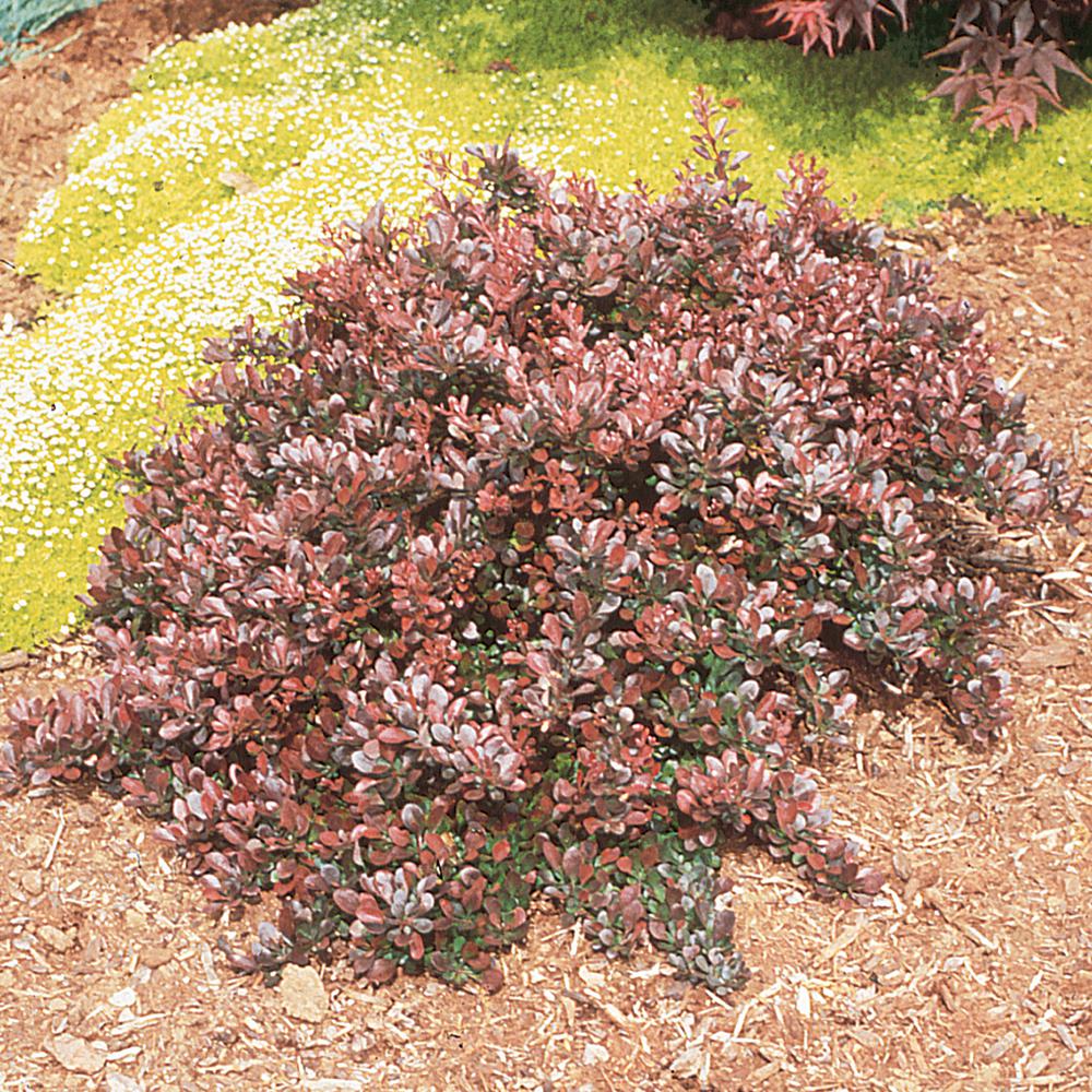 3 Gal Crimson Pygmy Barberry Shrub 1786 The Home Depot