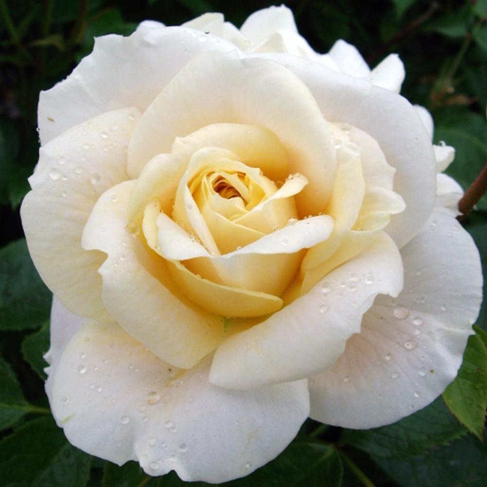 Mea Nursery All-Time Favorites Anastasia Hybrid Tea Rose with White Flowers was $25.98 now $10.49 (60.0% off)