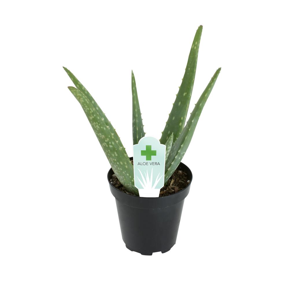 Altman Plants 3 5 In Aloe Vera Plant 0881032 The Home Depot