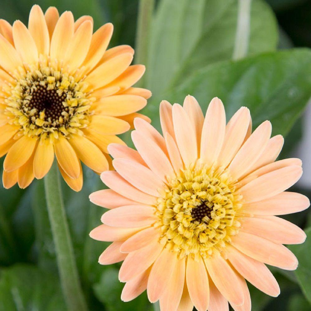 Southern Living Plant Collection 2 Gal. Apricot Drakensberg Daisy With