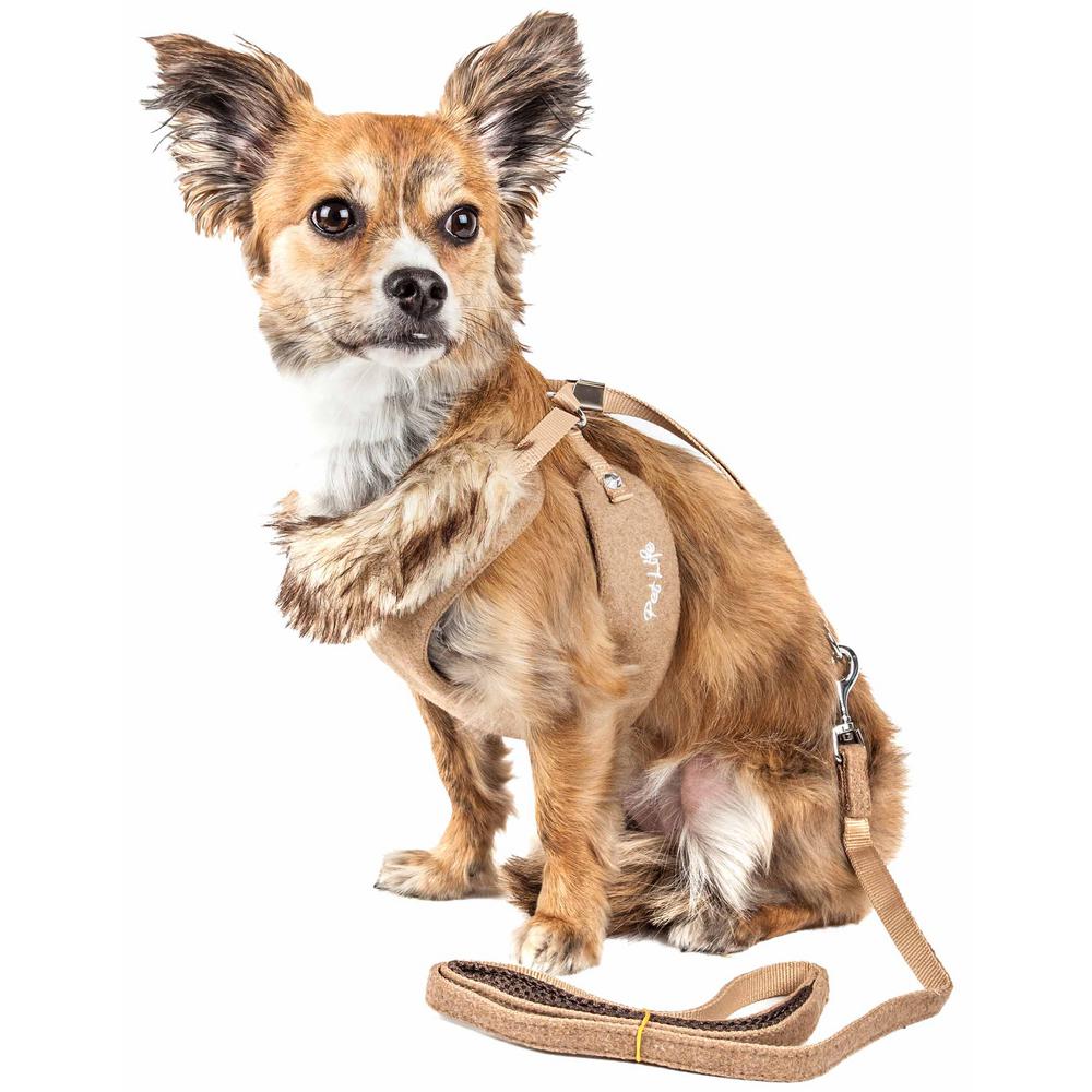 dog harness and leash