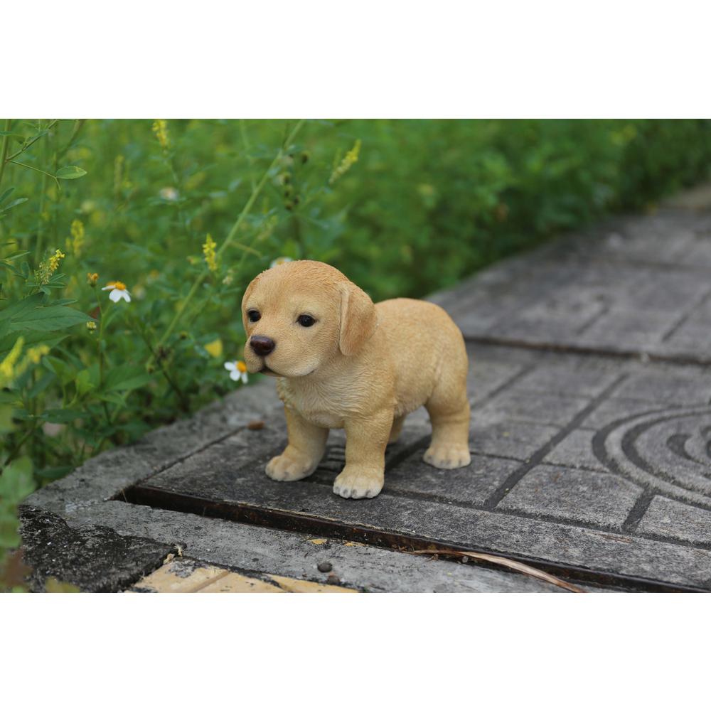 labrador yellow puppy