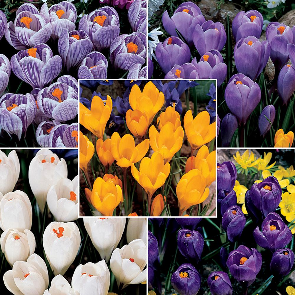 Flower Bulbs Garden Plants & Flowers The Home Depot