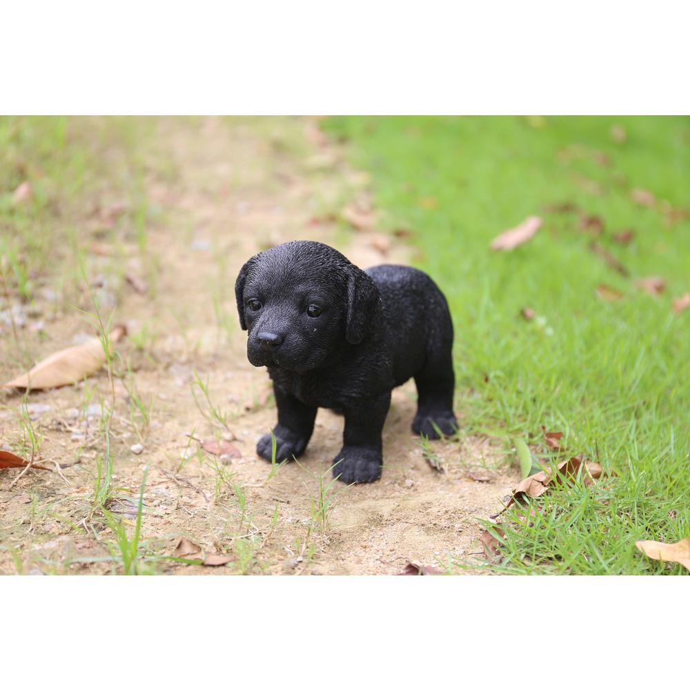 black labrador puppy pictures