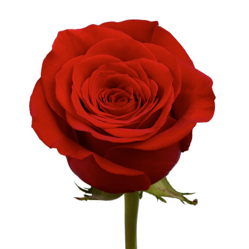 Globalrose 50 Red Roses- Fresh Flower Delivery-50-birthday ...