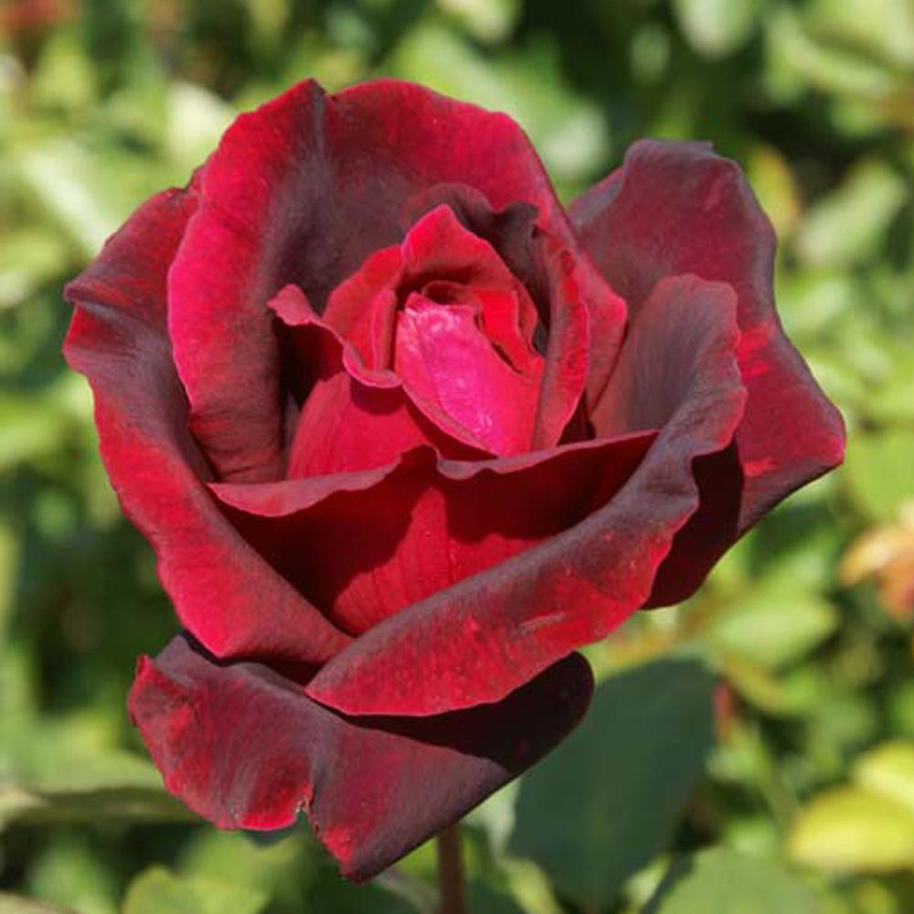 Mea Nursery Fragrant Red Oklahoma Hybrid Tea Rose Plant was $24.98 now $11.49 (54.0% off)