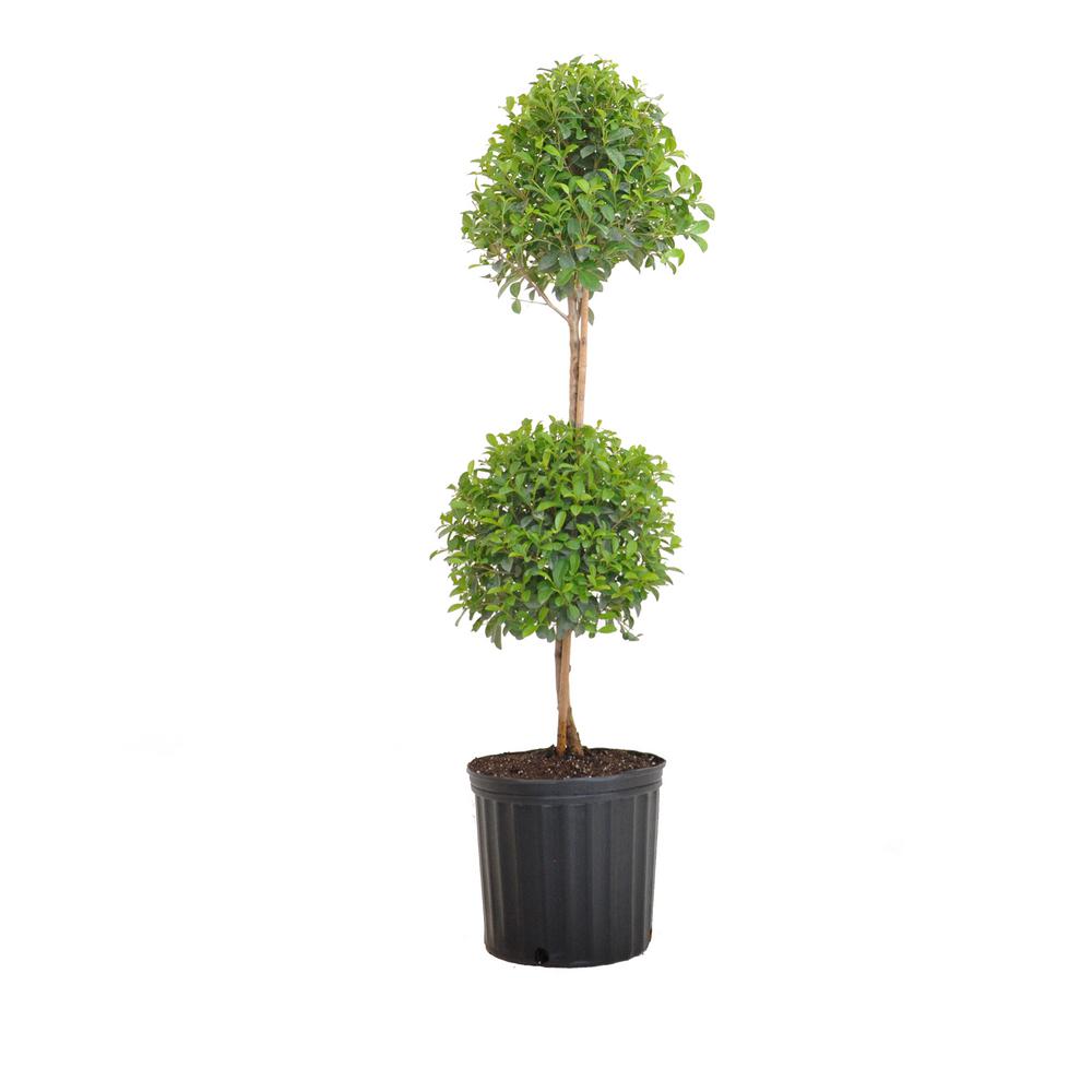 38 in. to 41 in. T Eugenia Topiary Standard Shrub Live Outdoor Euginia Myrtifolia Shipped in 9.