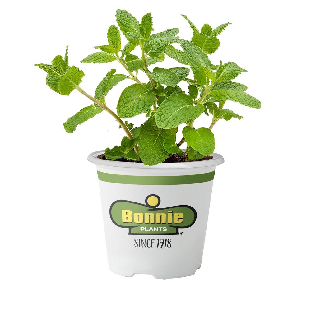 Bonnie Plants 4 5 In Sweet Mint 5104 The Home Depot Bonnie Plants 4 5 In Sweet Mint