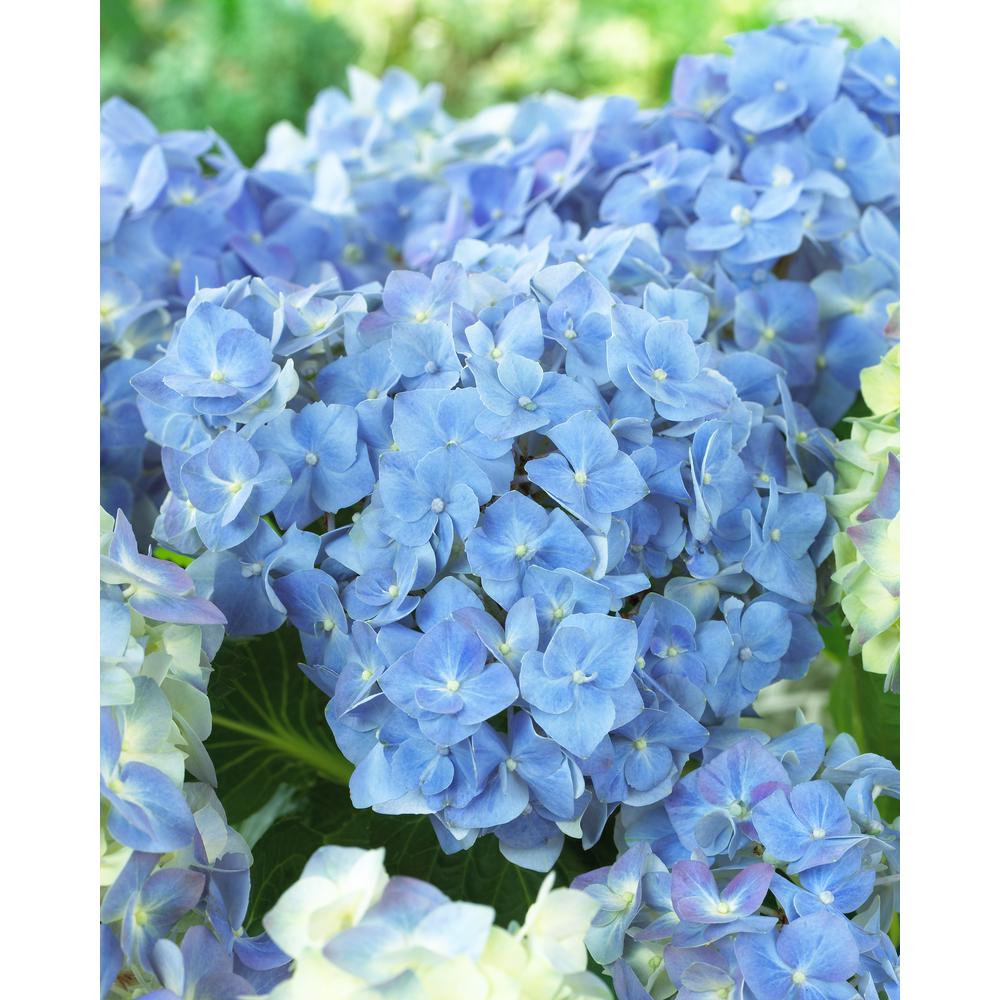 Spring Hill Nurseries 1 00 Gal Pot Forever And Ever Blue Heaven Pot Forever And Ever Blue Heaven Hydrangea Live