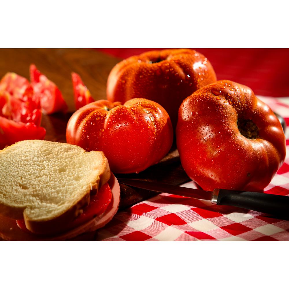 Proven Winners 4.25 inch Grande Proven Selections Gino Heirloom Tomato, Live... by Proven Winners